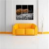Pixxprint Dark Wild Little Ferret B&W, 3-Piece Canvas Print, Overall Size 120 x 80 cm, Ready Stretched, Not a Poster view 1