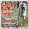 Petsigns Caucasian Shepherd Dog Sign - My House!, 1A Quality, DIN A4 view 1