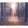 murando Non-Woven Photo Wallpaper – Forest Nature Landscape, 350 x 256 cm, Bedroom view 1