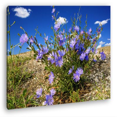 Cornflowers in Spring Canvas Print, 60 x 40 cm