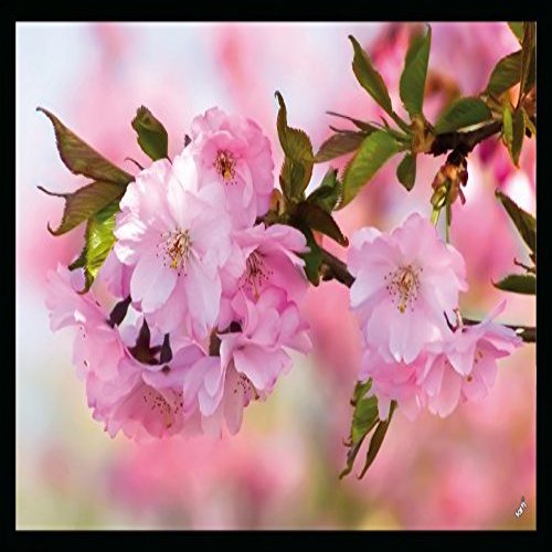 1art1 Cherry Blossom Flower Doormat, Indoor Decorative Mat, Design Door Mat 70 x 50 cm