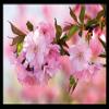 1art1 Cherry Blossom Flower Doormat, Indoor Decorative Mat, Design Door Mat 70 x 50 cm view 1