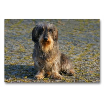 Premium Textile Canvas 90 x 60 cm Landscape – Dwarf Wirehaired Dachshund