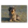 Premium Textile Canvas 90 x 60 cm Landscape – Dwarf Wirehaired Dachshund view 1
