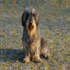 Premium Textile Canvas 90 x 60 cm Landscape – Dwarf Wirehaired Dachshund view 2