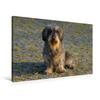 Premium Textile Canvas 90 x 60 cm Landscape – Dwarf Wirehaired Dachshund view 3