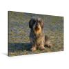 Premium Textile Canvas 90 x 60 cm Landscape – Dwarf Wirehaired Dachshund view 4