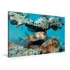 CALVENDO Premium Textured Canvas 75 x 50 cm Landscape, Pufferfish view 1