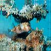 CALVENDO Premium Textured Canvas 75 x 50 cm Landscape, Pufferfish view 2