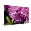 Premium Textile Canvas 120 x 80 cm Landscape, Bumblebee in Pink view 1