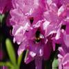 Premium Textile Canvas 120 x 80 cm Landscape, Bumblebee in Pink view 2