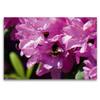 Premium Textile Canvas 120 x 80 cm Landscape, Bumblebee in Pink view 3