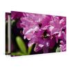 Premium Textile Canvas 120 x 80 cm Landscape, Bumblebee in Pink view 4