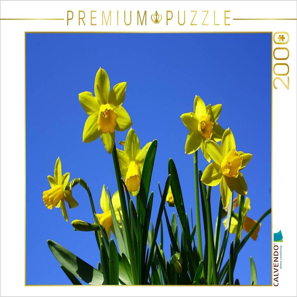 CALVENDO Daffodils in the Spring Sunshine Puzzle | 2,000 Pieces