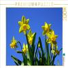 CALVENDO Daffodils in the Spring Sunshine Puzzle | 2,000 Pieces view 1