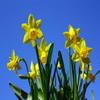 CALVENDO Daffodils in the Spring Sunshine Puzzle | 2,000 Pieces view 2