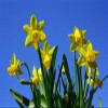 CALVENDO Daffodils in the Spring Sunshine Puzzle | 2,000 Pieces view 4