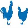 CLICKANDPRINT WC Sticker Chicken & Rooster, 20 x 11.5 cm, Azure Blue view 1