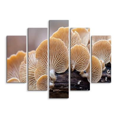 Paul Sinus Art Oyster Mushroom Nature Photography Canvas Wall Art, 5-Piece, 150 × 100 cm