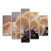 Paul Sinus Art Oyster Mushroom Nature Photography Canvas Wall Art, 5-Piece, 150 × 100 cm view 1
