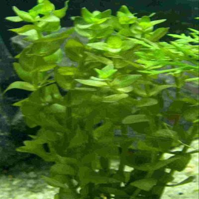 Mhlan – 7 Bunches of Fettblatt for Ponds and Aquariums, Decorative Underwater Forest