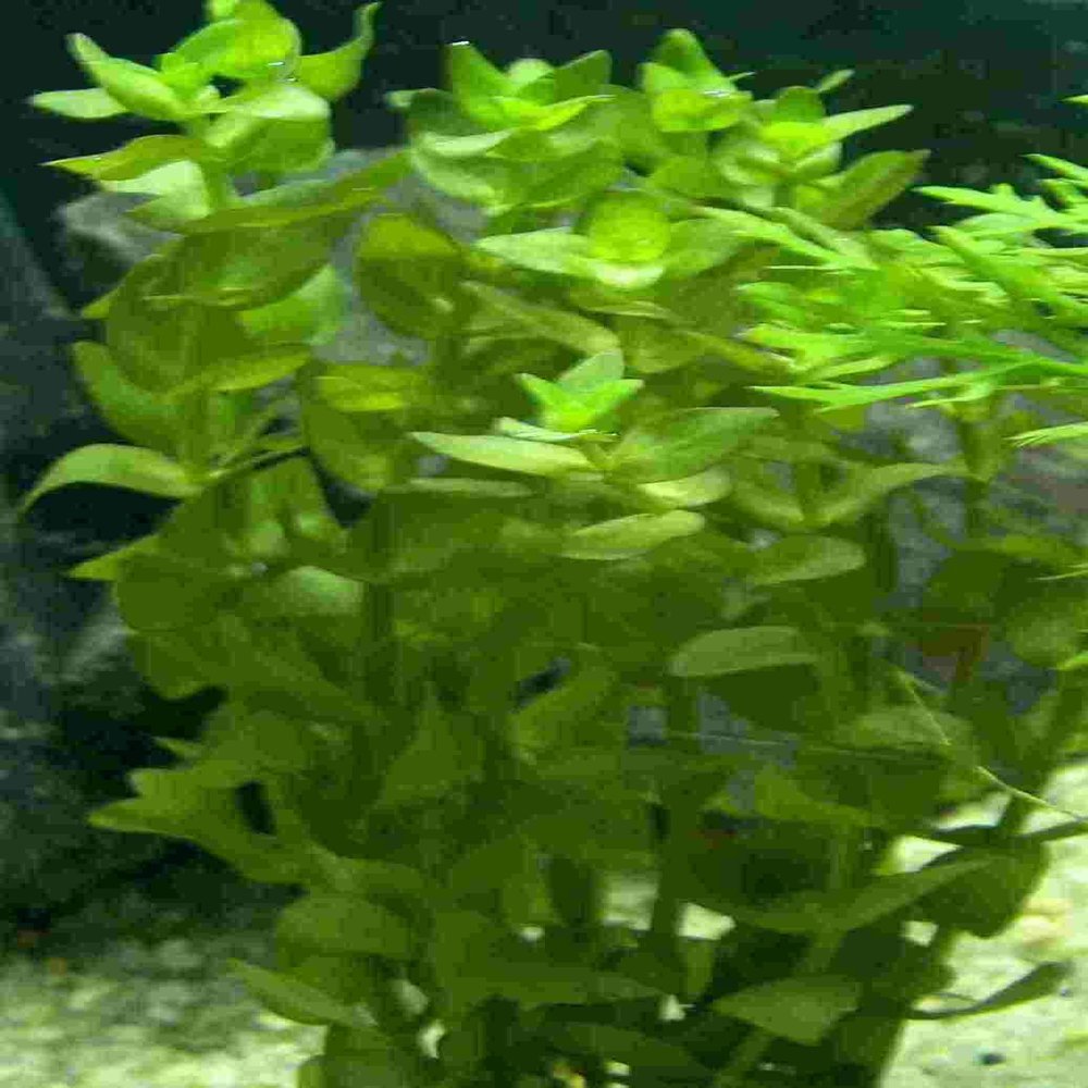 Mhlan – 7 Bunches of Fettblatt for Ponds and Aquariums, Decorative Underwater Forest