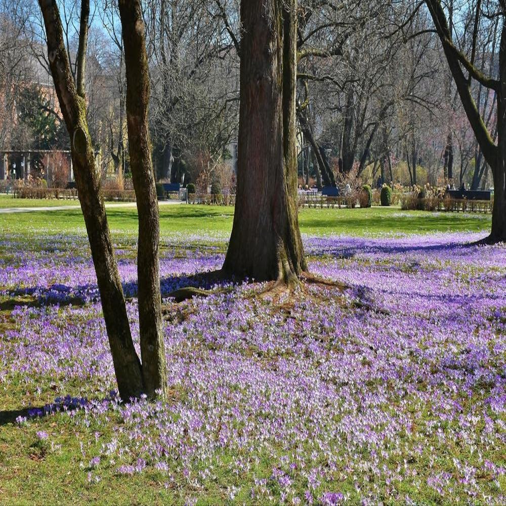 hansepuzzle 21479 – Crocus Garden Puzzle, 2,000 Pieces – Nature Motif with Premium Storage: Cardboard Box and Resealable Bag – 90 x 60 cm