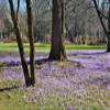 hansepuzzle 21479 – Crocus Garden Puzzle, 2,000 Pieces – Nature Motif with Premium Storage: Cardboard Box and Resealable Bag – 90 x 60 cm view 1