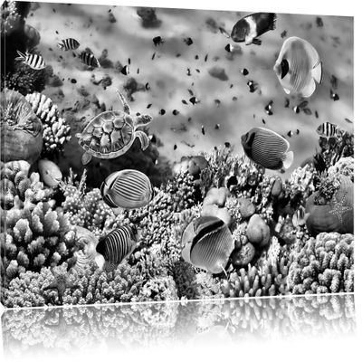Pixxprint Fish over Coral Reef, 120 x 80 cm, Ready-Stretched Canvas Print, Wall Art, Not a Poster