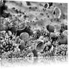 Pixxprint Fish over Coral Reef, 120 x 80 cm, Ready-Stretched Canvas Print, Wall Art, Not a Poster view 1