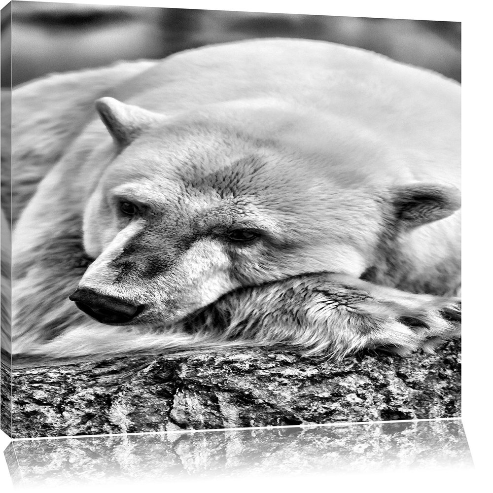 Pixxprint Sleeping Polar Bear, 60 x 40 cm Canvas Print, Ready-Stretched Wall Art, Not a Poster