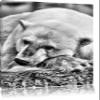Pixxprint Sleeping Polar Bear, 60 x 40 cm Canvas Print, Ready-Stretched Wall Art, Not a Poster view 1