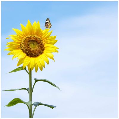 Wallario Glass Tabletop Protector 55 x 55 cm for IKEA LACK, Side or Coffee Table, Sunflower with Butterfly