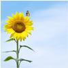 Wallario Glass Tabletop Protector 55 x 55 cm for IKEA LACK, Side or Coffee Table, Sunflower with Butterfly view 1