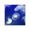 Ocean Jellyfish Science Nature Image Ceramic Bisque Tiles Bathroom Decor Kitchen Wall Tiles, sku00245566f17169-M view 1