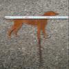 Zen Man Garden Dog Garden Inspiration Natural-Rust Garden Stake view 3