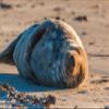 hansepuzzle 27412 - Seal Puzzle, 2,000 Pieces, Wildlife Design, 90 x 60 cm view 1