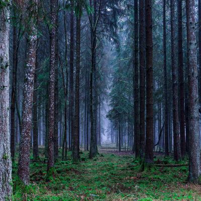 hansepuzzle 27768 – Forest Puzzle, 1,000 Pieces – Nature Puzzle with Storage Box and Resealable Bag – 60 x 46 cm
