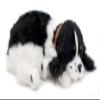 Perfect Petzzz Cocker Spaniel Breathing Puppy view 1