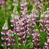 Avalune Red-White Lupine Flower Seeds, Portion view 3