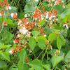Hestia Runner Bean Seeds, Compact Portion view 3