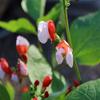 Hestia Runner Bean Seeds, Compact Portion view 4