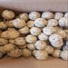 Suet Balls Without Net, 100 Count view 2