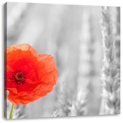 Pixxprint Poppy in a Cornfield, 40 x 40 cm, Square Canvas Print, Ready Stretched