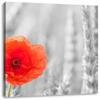 Pixxprint Poppy in a Cornfield, 40 x 40 cm, Square Canvas Print, Ready Stretched view 1