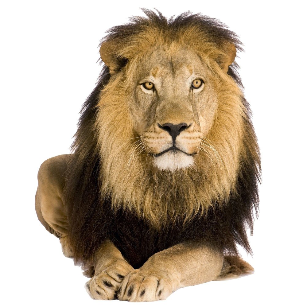 GRAZDesign Lion Savannah Africa Wall Tattoo, Lying, 3D Wall Sticker, 74 x 57 cm