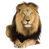 GRAZDesign Lion Savannah Africa Wall Tattoo, Lying, 3D Wall Sticker, 74 x 57 cm view 1