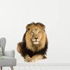 GRAZDesign Lion Savannah Africa Wall Tattoo, Lying, 3D Wall Sticker, 74 x 57 cm view 3