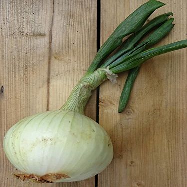 ‘Globo’ Vegetable Onion (Allium cepa), 100 Seeds