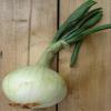 ‘Globo’ Vegetable Onion (Allium cepa), 100 Seeds view 1